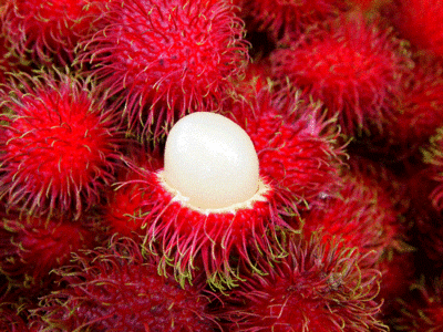Harvesting Rambutans Image